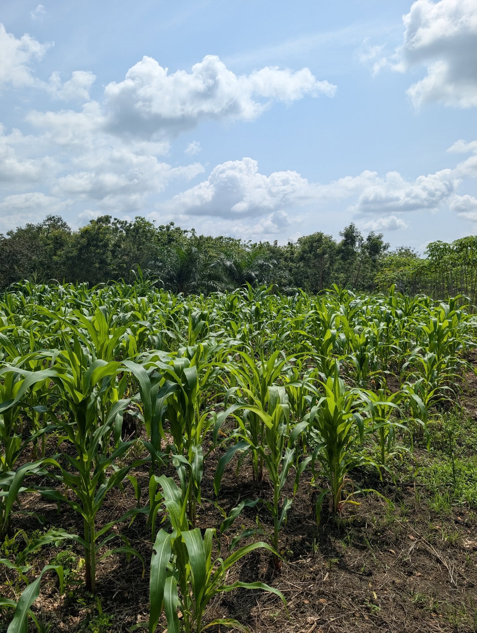 Première récolte à Atitekopé