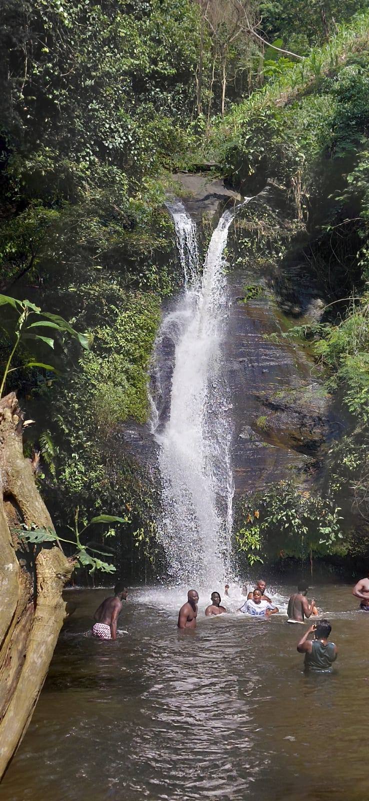 Bananiers et végétation