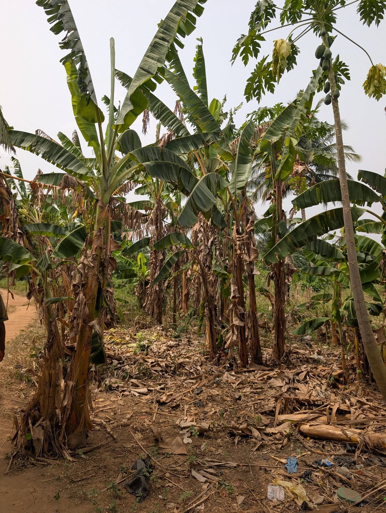 Marche en pleine nature
